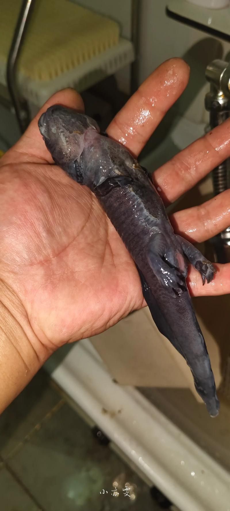 有哪些品相的六角龍魚值得購買，六角龍魚如何挑選？