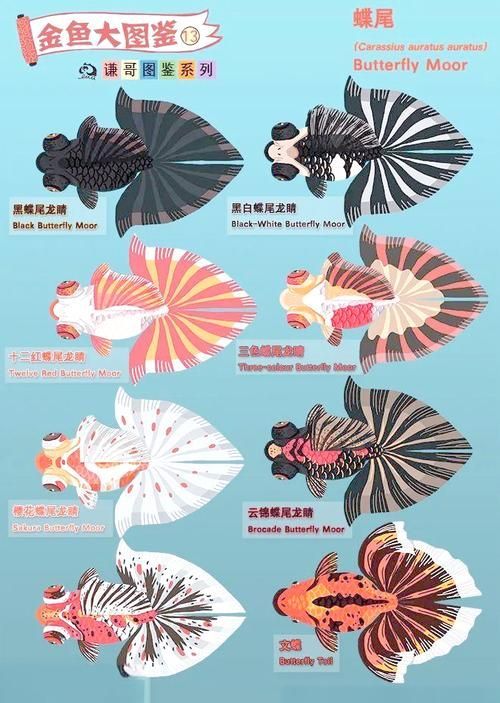 蝶尾金魚有哪些品種，蝶尾金魚哪個品種最珍貴蝶尾金魚哪個品種最珍貴