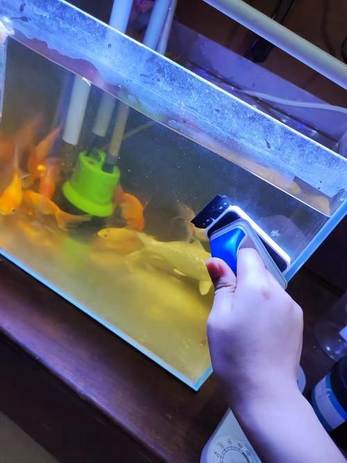 龍鳳錦鯉的魚須有何作用？，龍鳳錦鯉的魚須有何顏色