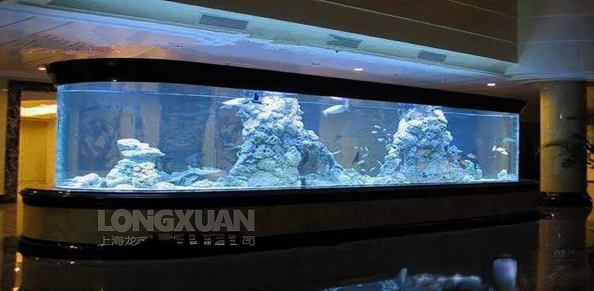 龍鳳錦鯉的魚須有何作用？，龍鳳錦鯉的魚須有何顏色