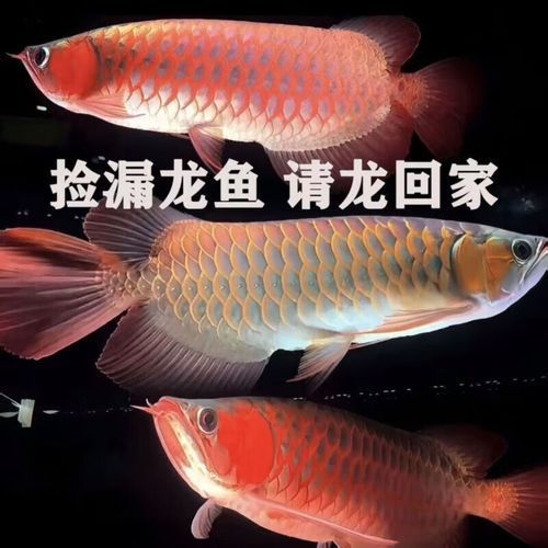 紅龍幼苗的價格范圍是多少，紅龍幼苗價格