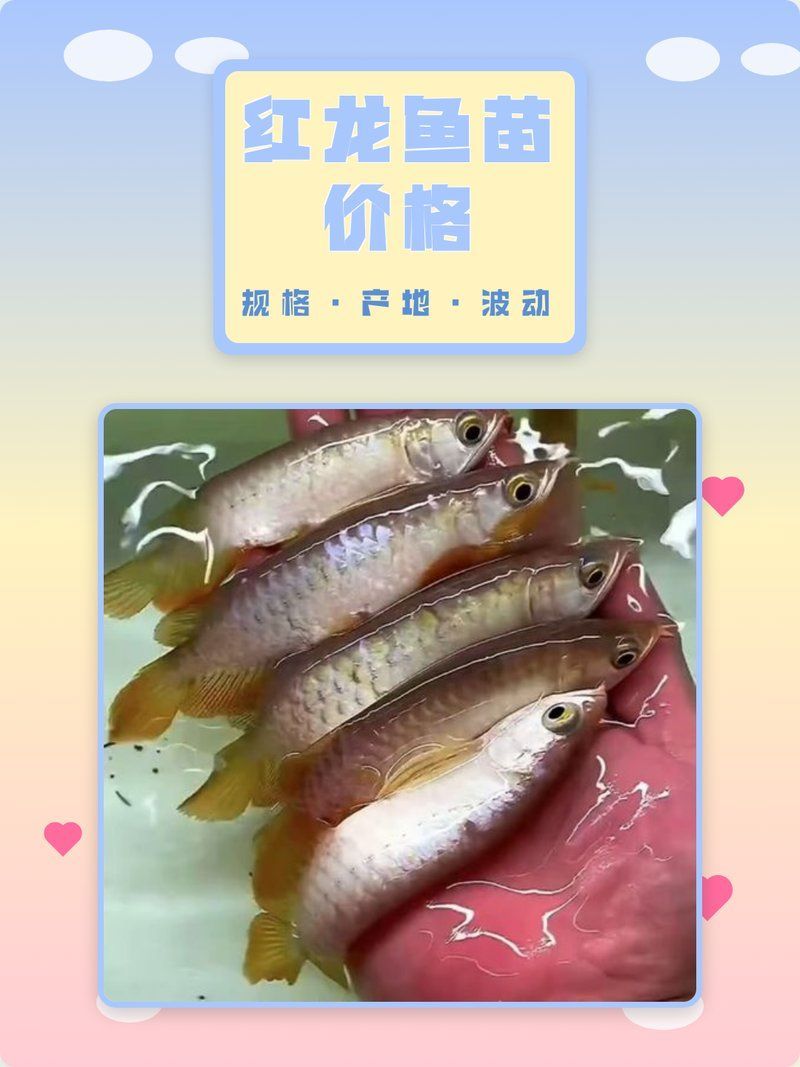 紅龍幼苗的價格范圍是多少，紅龍幼苗價格