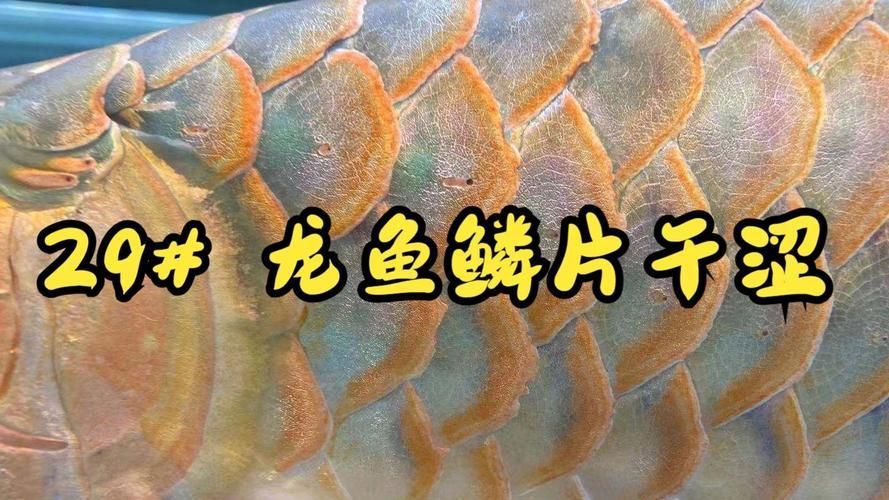 相山龍魚有哪些獨特的特征？，相山龍魚（scleropagesformosus） 相山龍魚有哪些獨特的特征？，相山龍魚（scleropagesformosus） 龍魚百科 第1張