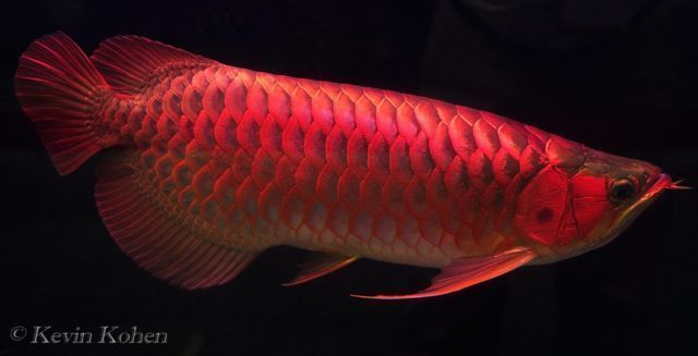 相山龍魚有哪些獨特的特征？，相山龍魚（scleropagesformosus） 相山龍魚有哪些獨特的特征？，相山龍魚（scleropagesformosus） 龍魚百科 第7張