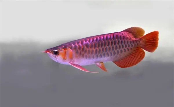 如何判斷龍魚是否受到驚嚇？，如何判斷龍魚是否受到了驚嚇