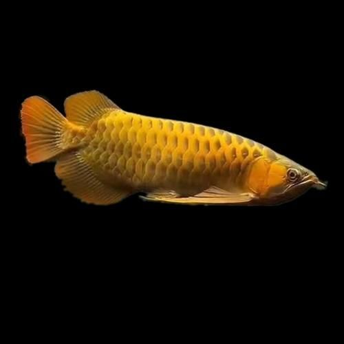 哪里可以買到正宗的20cm紅龍魚，如何找到正宗20cm紅龍魚