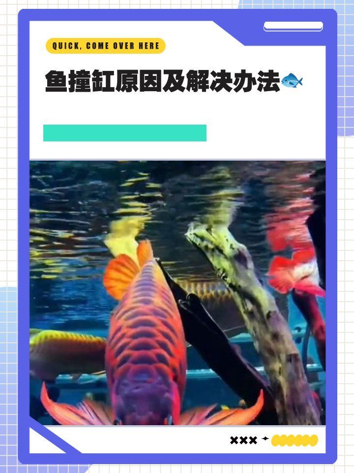 龍魚撞缸后應該如何治療，銀龍魚撞缸原因及解決方法及解決方法及解決方法詳解