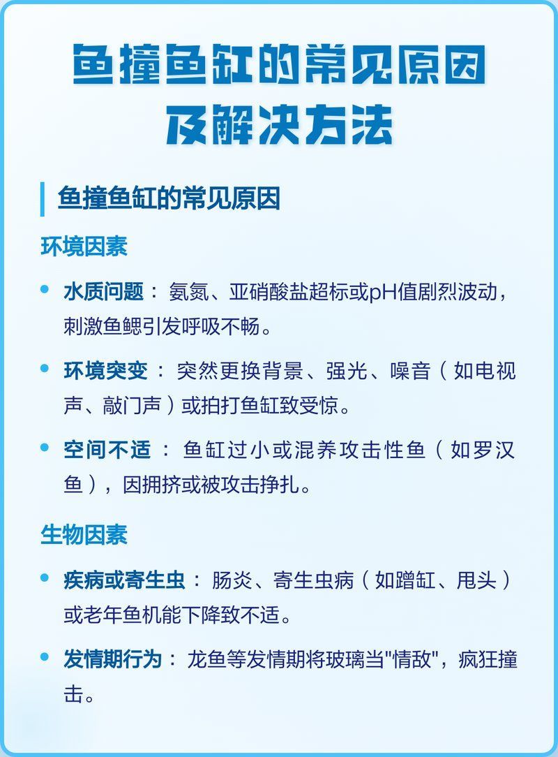龍魚撞缸后應該如何治療，銀龍魚撞缸原因及解決方法及解決方法及解決方法詳解