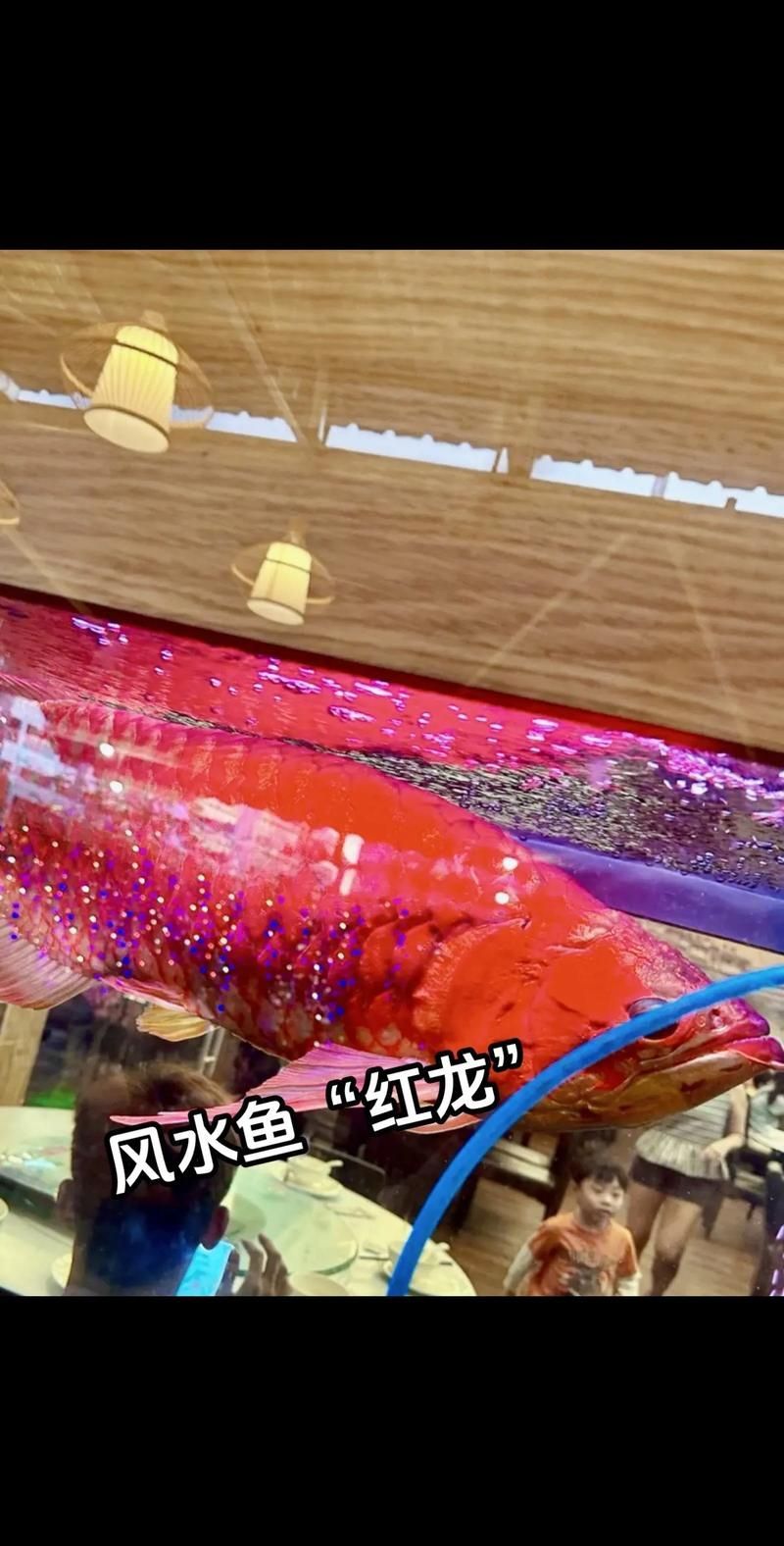 天津紅龍魚的價格是多少？