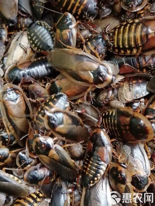 有沒有其他推薦的龍魚活餌品牌，龍魚活餌品牌推薦：海洋之戀龍魚活餌品牌推薦：海洋之戀