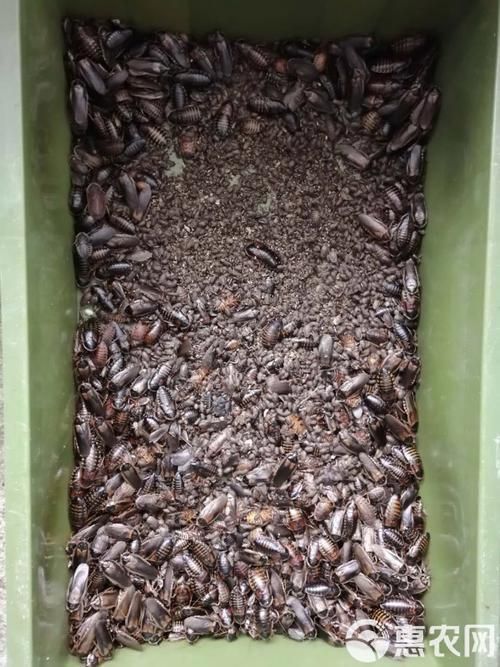 有沒有其他推薦的龍魚活餌品牌，龍魚活餌品牌推薦：海洋之戀龍魚活餌品牌推薦：海洋之戀