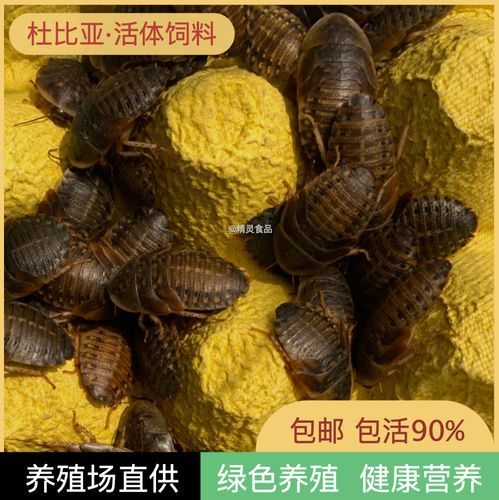有沒有其他推薦的龍魚活餌品牌，龍魚活餌品牌推薦：海洋之戀龍魚活餌品牌推薦：海洋之戀