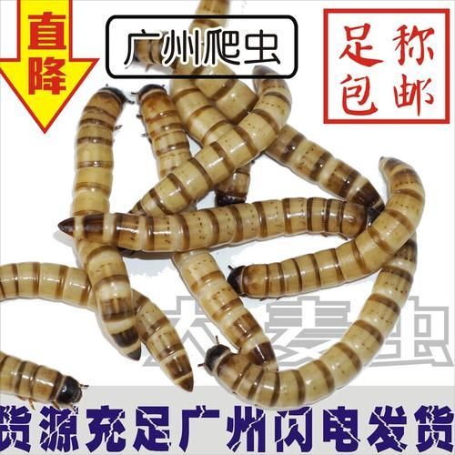 有沒有其他推薦的龍魚活餌品牌，龍魚活餌品牌推薦：海洋之戀龍魚活餌品牌推薦：海洋之戀