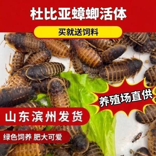 有沒有其他推薦的龍魚活餌品牌，龍魚活餌品牌推薦：海洋之戀龍魚活餌品牌推薦：海洋之戀