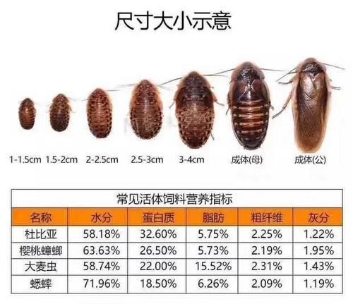 有沒有其他推薦的龍魚活餌品牌，龍魚活餌品牌推薦：海洋之戀龍魚活餌品牌推薦：海洋之戀