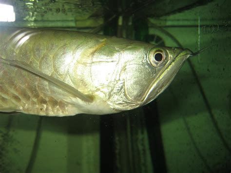 如何判斷銀龍魚嘴巴是否感染？，判斷銀龍魚嘴巴是否感染銀龍魚嘴巴是否感染的詳細解析
