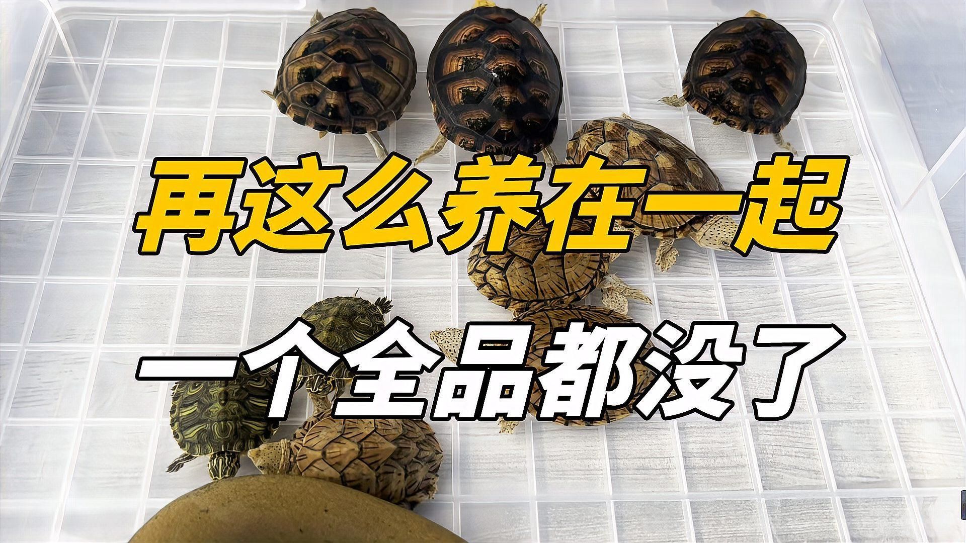 混養時如何避免爭斗問題，養殖動物之間的爭斗是一個常見的問題