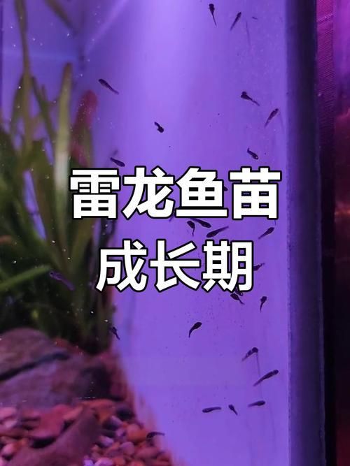 給我更多關于小龍魚幼苗的圖片，小龍魚幼苗多久長大