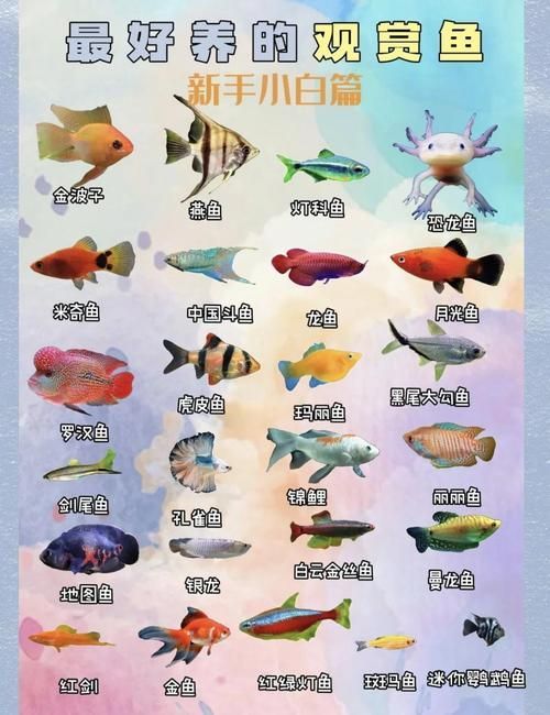 觀賞魚種類圖片大全及名稱，常見的觀賞魚種類