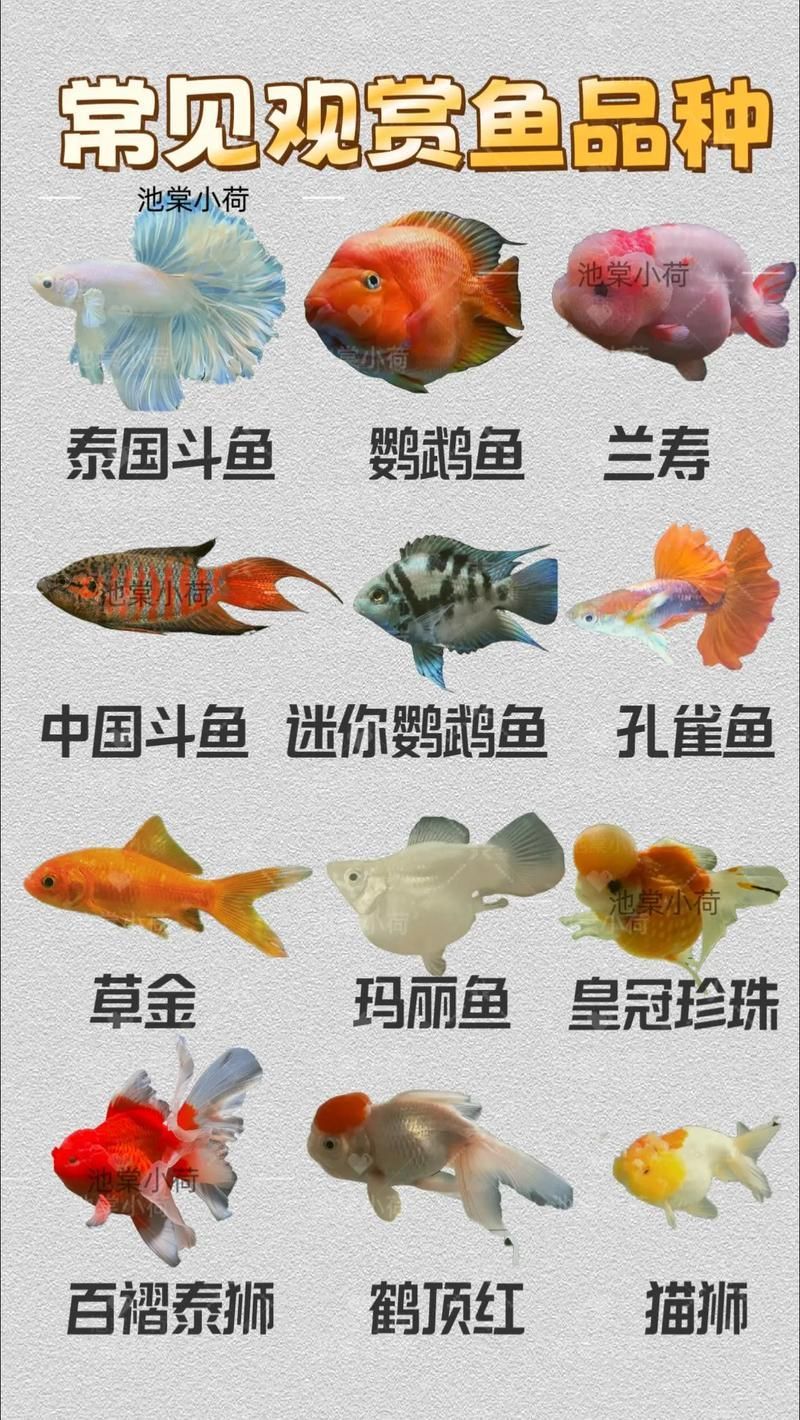 觀賞魚種類圖片大全及名稱，常見的觀賞魚種類
