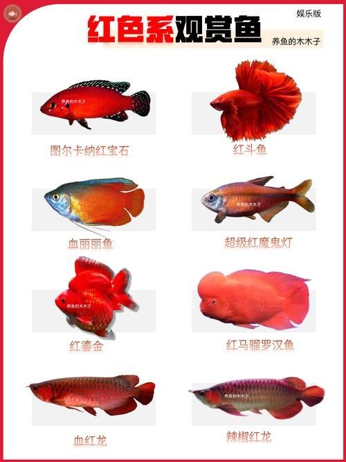 觀賞魚種類圖片大全及名稱，常見的觀賞魚種類