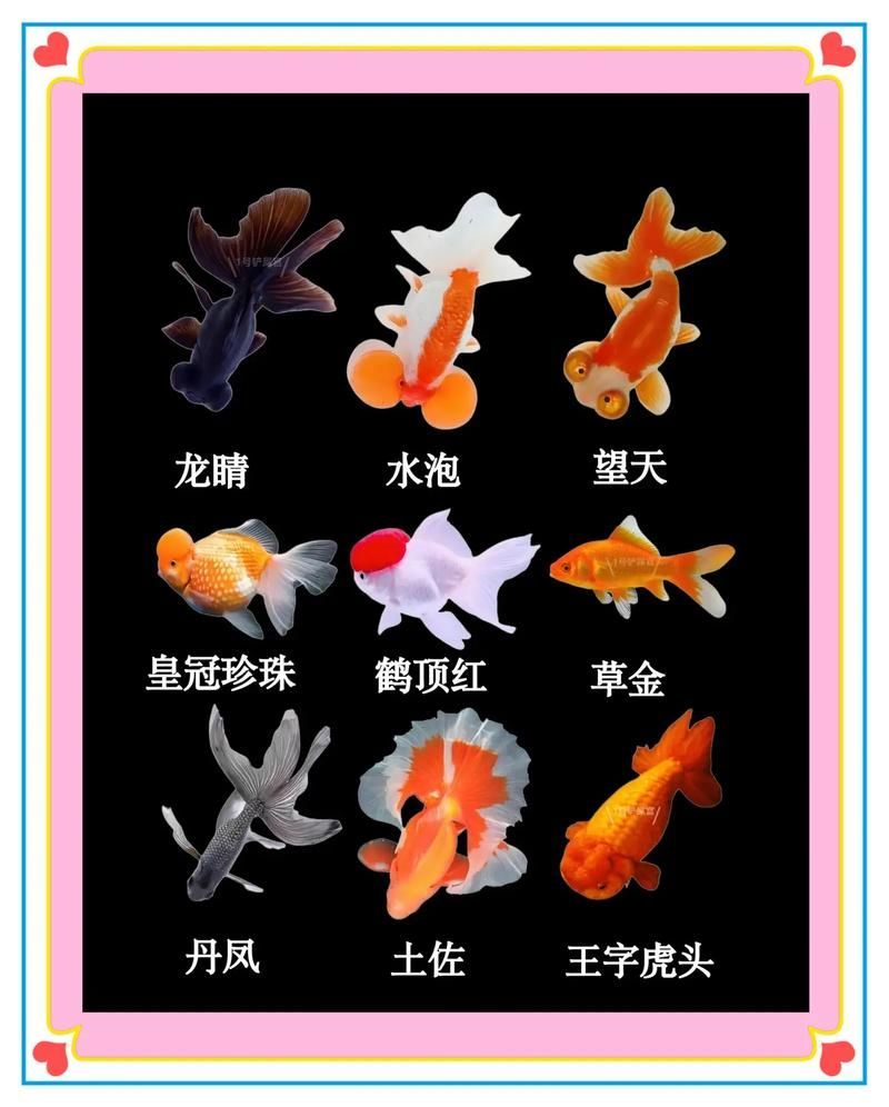 觀賞魚種類圖片大全及名稱，常見的觀賞魚種類