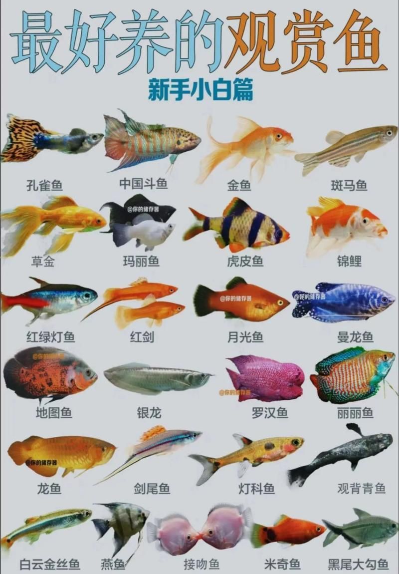 觀賞魚種類圖片大全及名稱，常見的觀賞魚種類