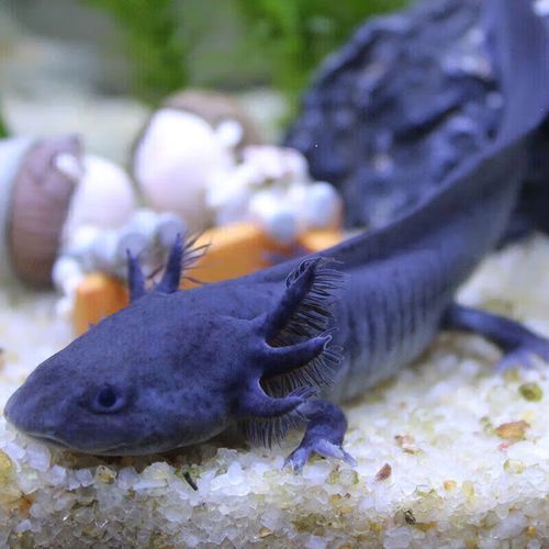 給我一些四角龍魚的圖片，四角龍魚的圖片
