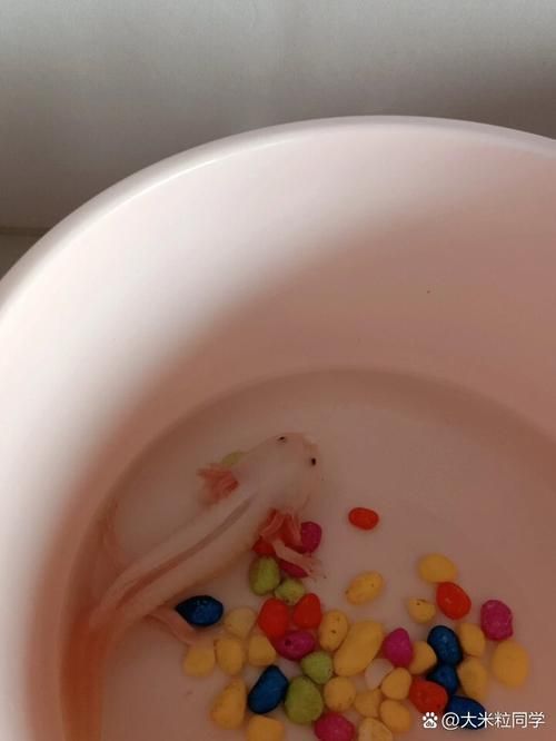 給我一些四角龍魚的圖片，四角龍魚的圖片