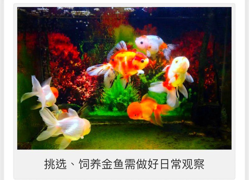 如何挑選健康的金魚，如何判斷金魚是否健康的金魚幼魚是否健康的金魚幼魚