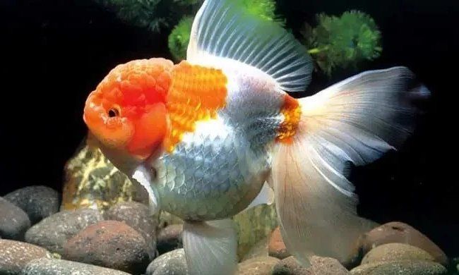 如何挑選健康的金魚，如何判斷金魚是否健康的金魚幼魚是否健康的金魚幼魚