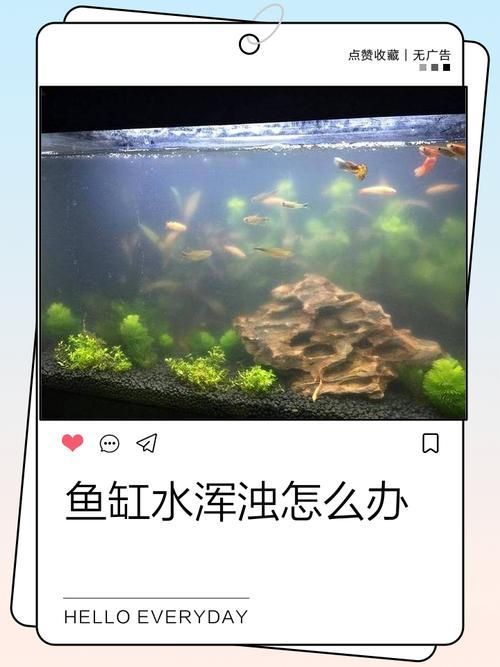 觀賞魚缸水渾濁原因和解決方案，觀賞魚缸水渾濁怎么辦