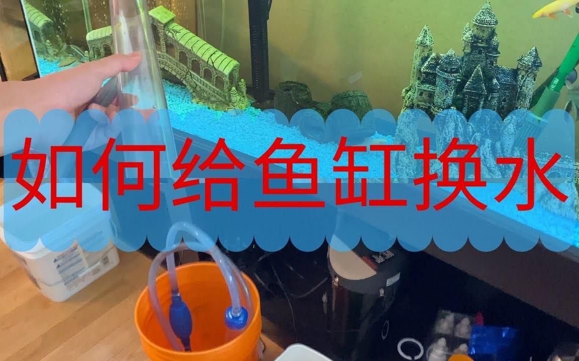 觀賞魚缸水渾濁原因和解決方案，觀賞魚缸水渾濁怎么辦