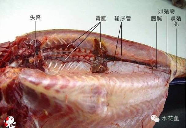 龍魚內臟受損能活多久，關于龍魚內臟損傷的問題