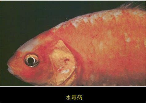 如何預防銀龍魚身上長白膜？，1000字詳解銀龍魚（白翅龍）的防病寶典：如何預防“白膜”侵襲