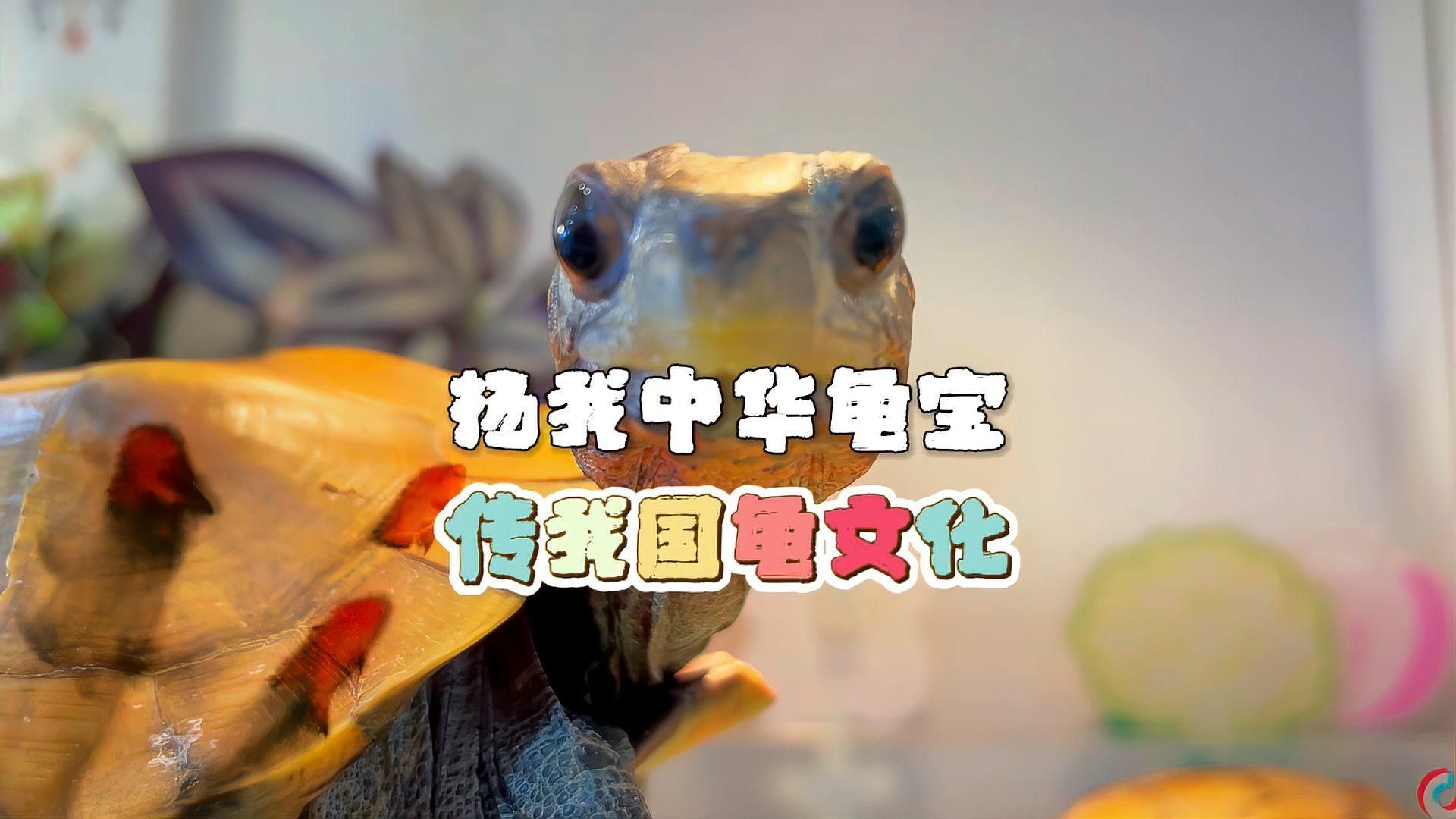 龍魚和烏龜哪個(gè)更吉利，龍魚和烏龜在中國(guó)文化中都有著獨(dú)特的寓意和象征意義