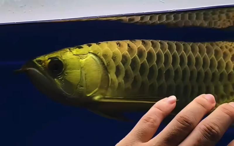 金頭金龍魚的市場價格走勢，金頭金龍魚市場價格分析