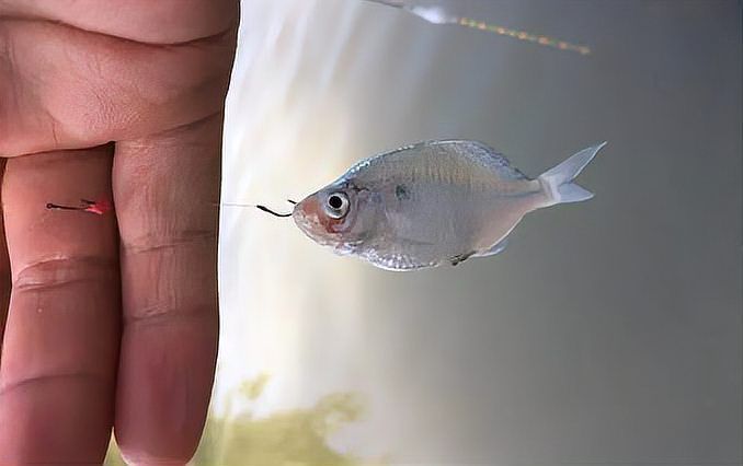 魚沉尾最簡單三個步驟，“魚沉尾”最簡單三個步驟詳解（最簡單三個步驟詳解）