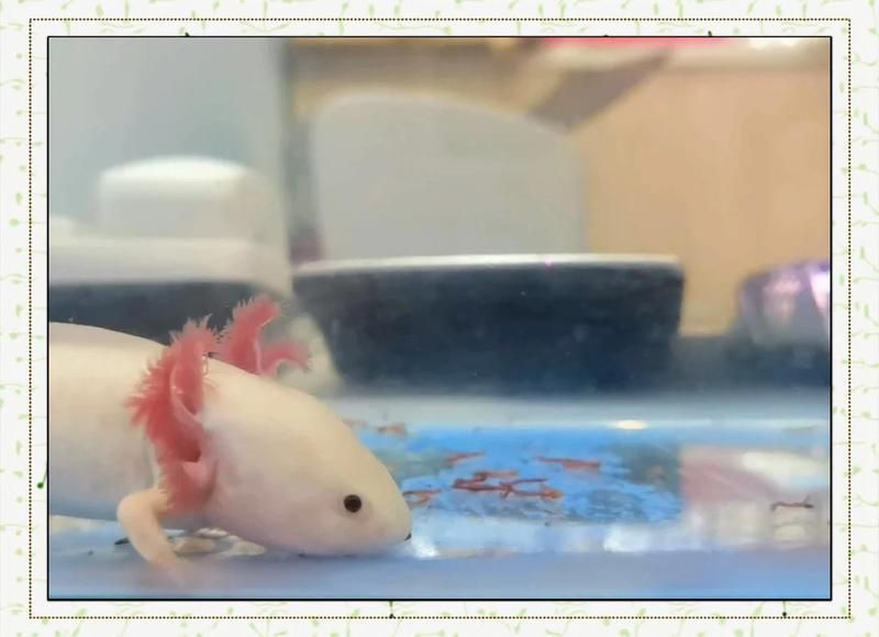 恐龍魚的價格范圍是多少，六角恐龍魚的最佳飼養(yǎng)方法六角恐龍魚的最佳飼養(yǎng)方法