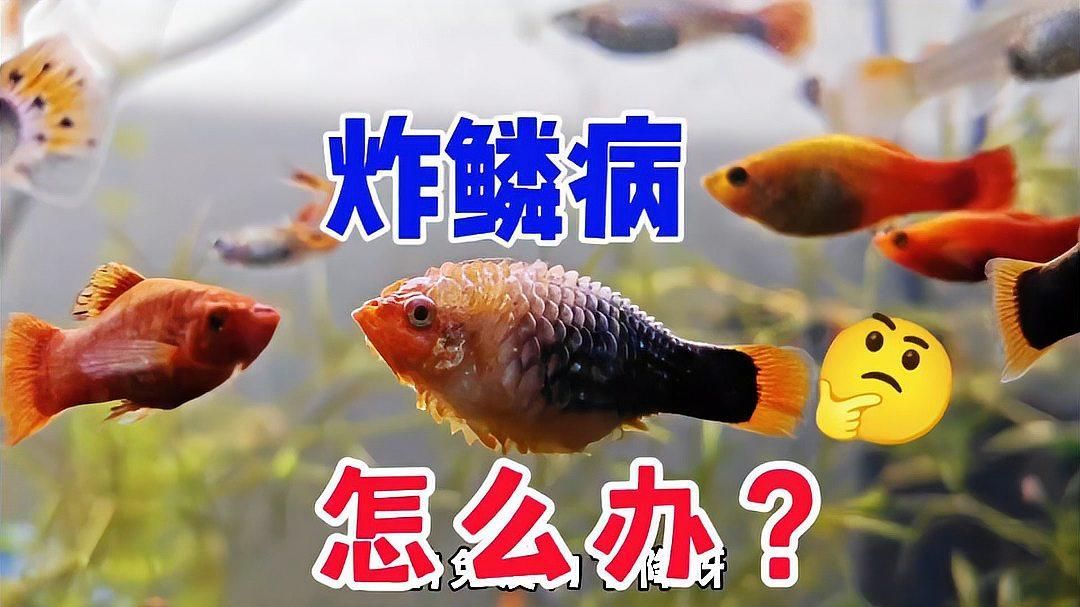 魚炸鱗了傳染嗎，整缸魚“集體發病”是環境共病，而非病原體直接傳染