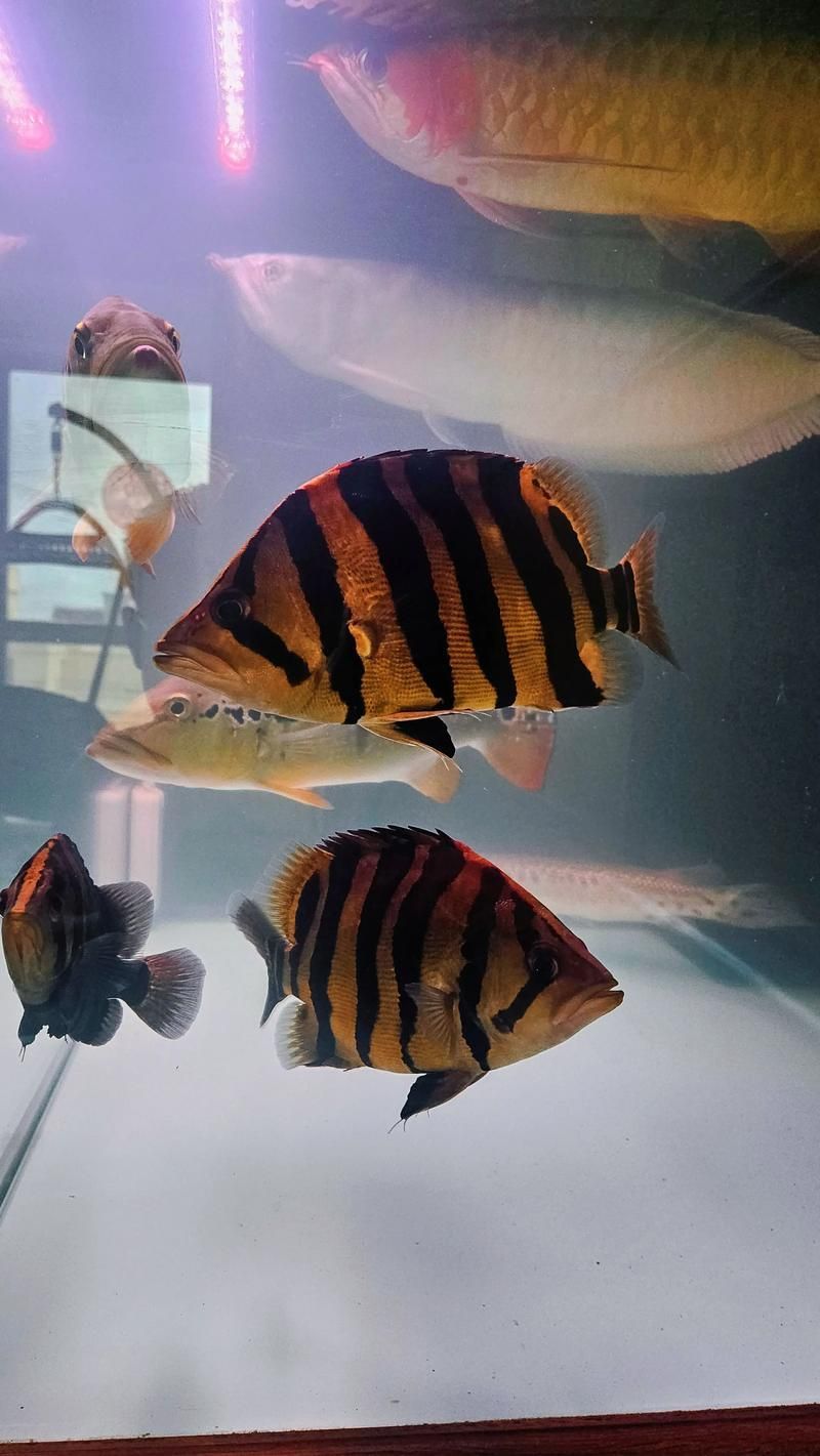 如何判斷祥龍魚場的印尼四紋虎質量，如何判斷祥龍魚場印尼四紋虎質量？
