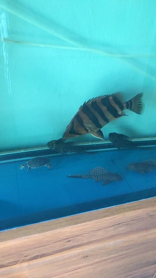 如何判斷祥龍魚場的印尼四紋虎質量，如何判斷祥龍魚場印尼四紋虎質量？