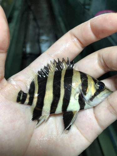 如何判斷祥龍魚場的印尼四紋虎質量，如何判斷祥龍魚場印尼四紋虎質量？