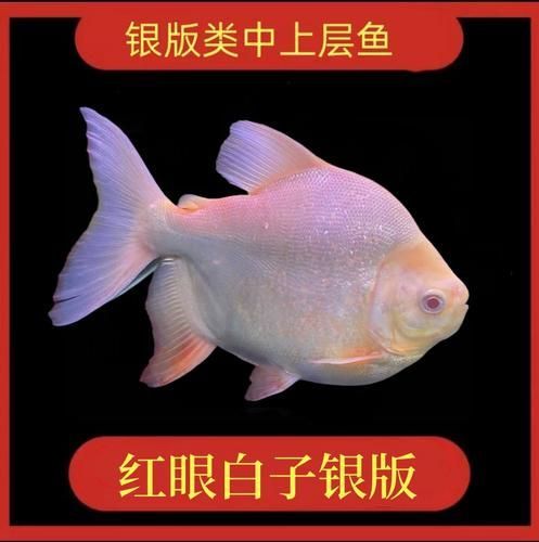 白子銀板魚和龍魚的混養比例是多少？，白子銀板魚與龍魚混養