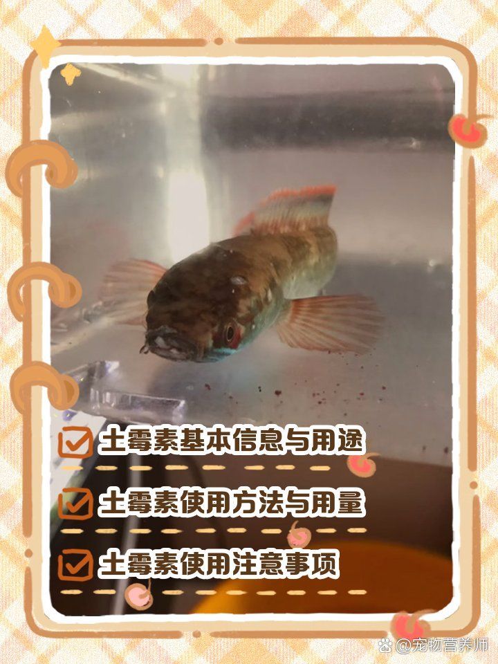 土霉素治療魚爛身爛尾的具體用法，土霉素治療魚爛身爛尾時需要遵循正確的劑量和用法