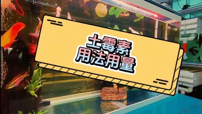 土霉素治療魚爛身爛尾的具體用法，土霉素治療魚爛身爛尾時需要遵循正確的劑量和用法