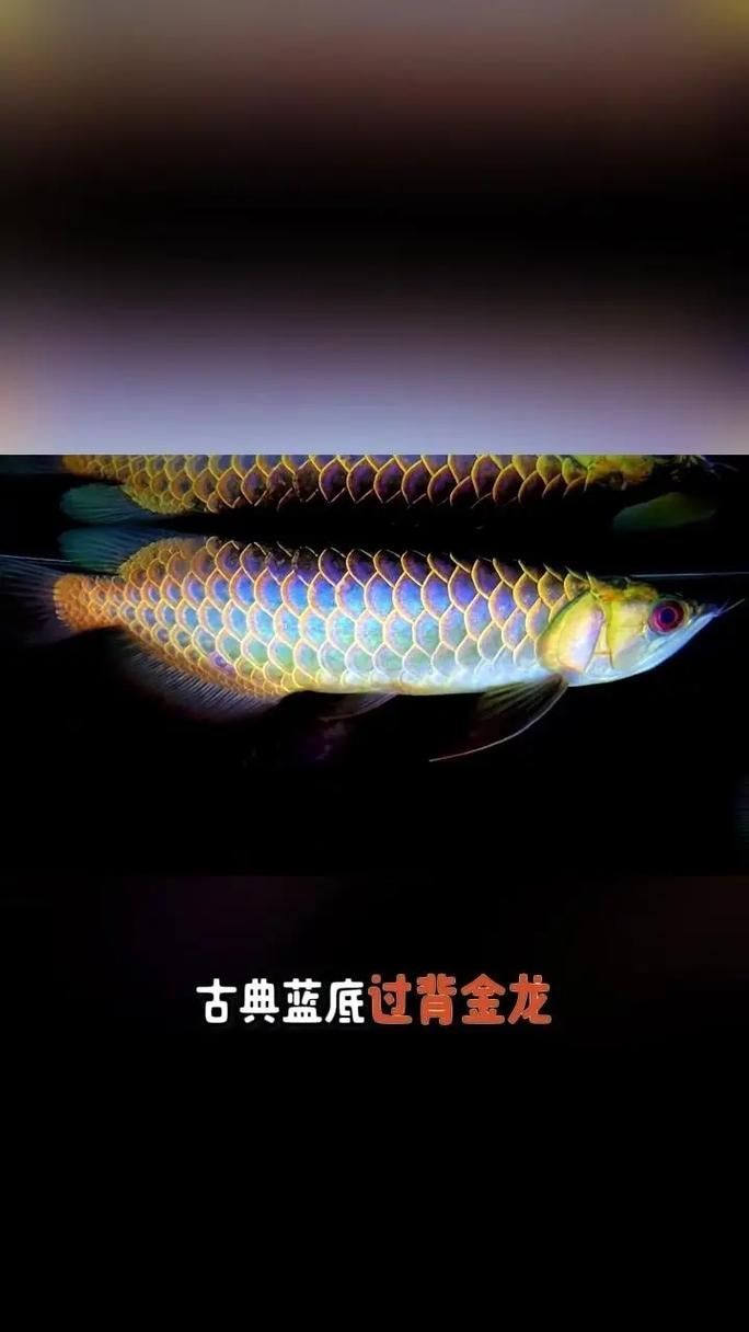 如何判斷一條金龍魚是否為藍底？，如何判斷一條金龍魚是否為藍底