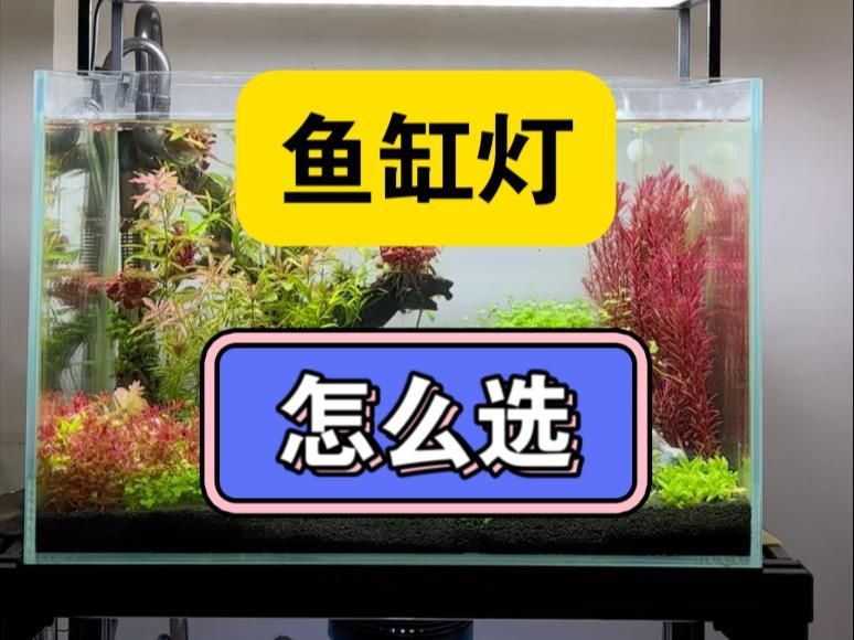 如何根據(jù)魚缸類型選擇燈光，不同類型魚缸燈光選擇方法不同類型魚缸燈光推薦