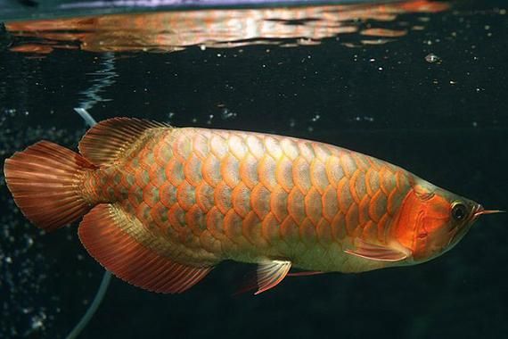 給我一些區分真假大豐收龍魚的圖片，如何區分真假大豐收龍魚的圖片？