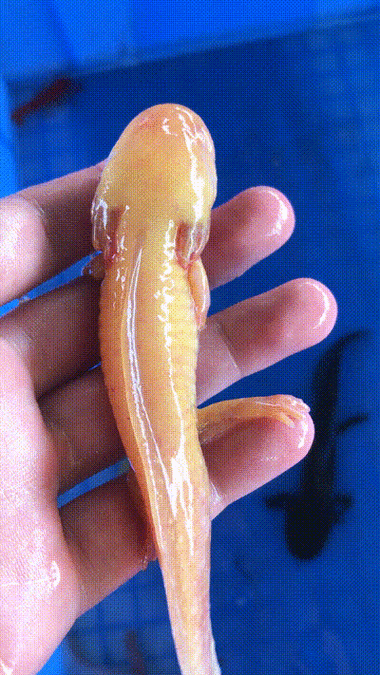 給我推薦一些高清的龍魚動態壁紙,高清龍魚動態壁紙推薦 龍魚百科 第23張 給我推薦一些高清的龍魚動態壁紙,高清龍魚動態壁紙推薦 給我推薦一些高清的龍魚動態壁紙,高清龍魚動態壁紙推薦 龍魚百科 第23張